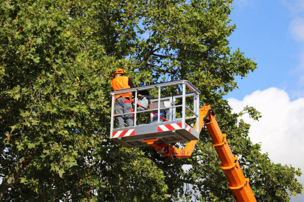 Best Weed Control  in La Grange Park, IL